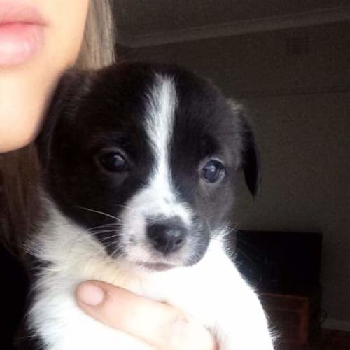 Sophie 