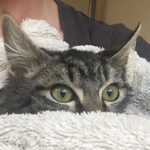 Benny Boy the fluffy tabby kitty!