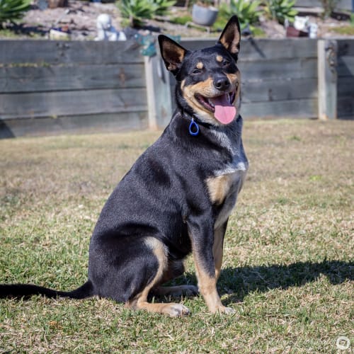 Rex ~ Kelpie x Cattle Dog (on trial 9/9/18)