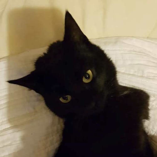 Yarina **2nd Chance Cat Rescue**