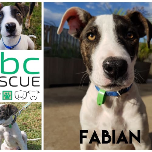 Fabian (Big Adopt Out Attendee)