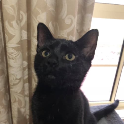 Licorice 
