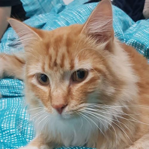 Eminem - total sweetie