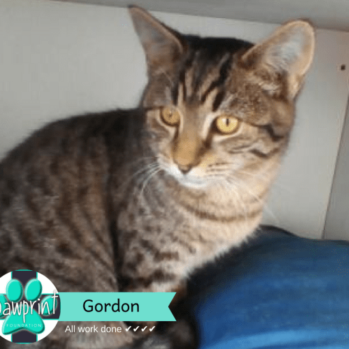 Gordon