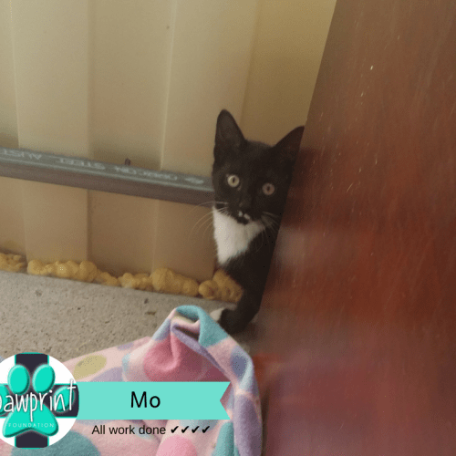 Mo