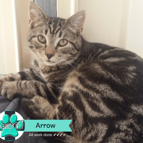 Arrow