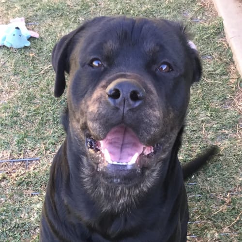 Hero (Can deliver to Orange, Nsw on 16/8/18)