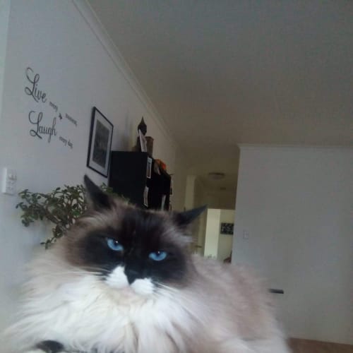 No photo for Moxi 