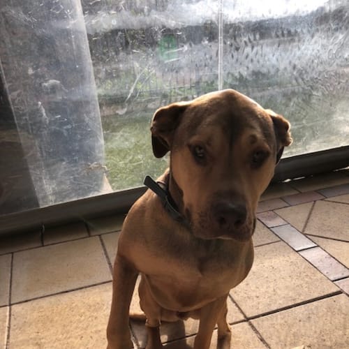 Thrall & Beau *Assisted Rehoming