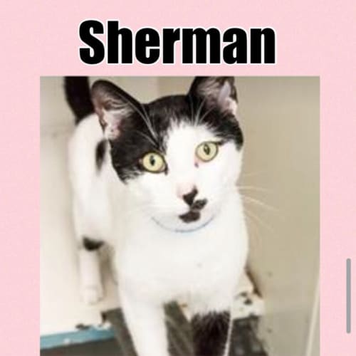 Sherman