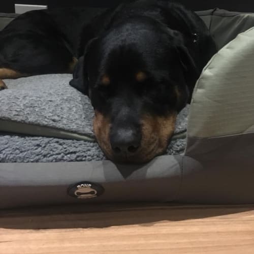 Beau 