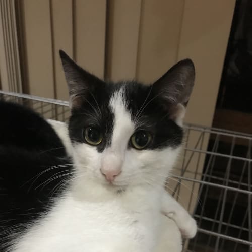 Zorro **2nd Chance Cat Rescue**