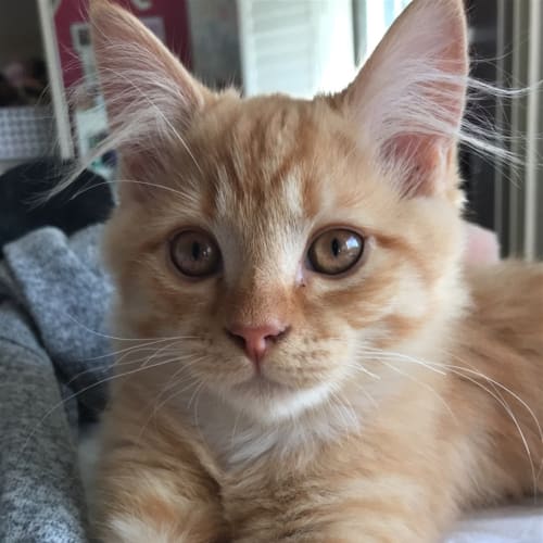 Jean Bob