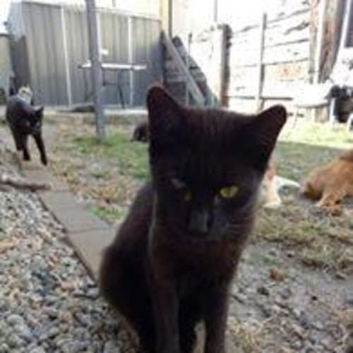 Elvira