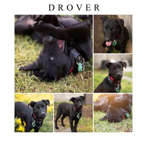 Drover
