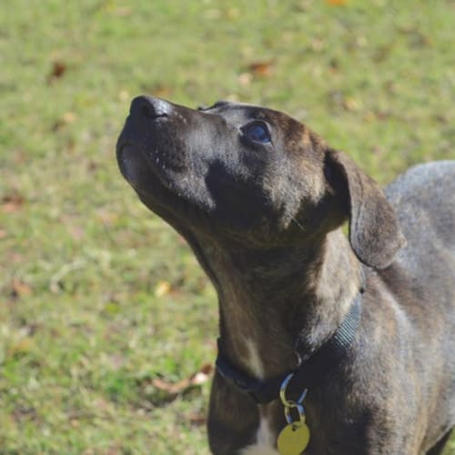 Charley - D3939