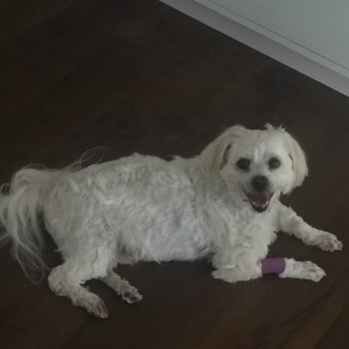 Buddy