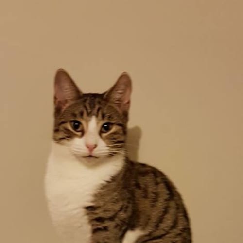Finn