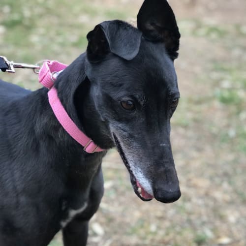 Petal (On Trial 26 Aug)
