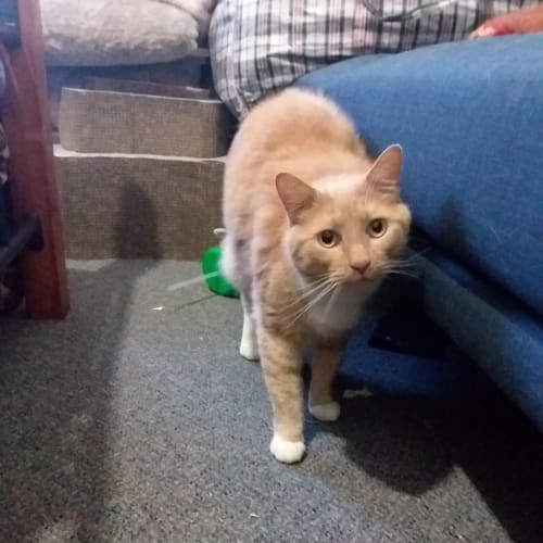 Simba