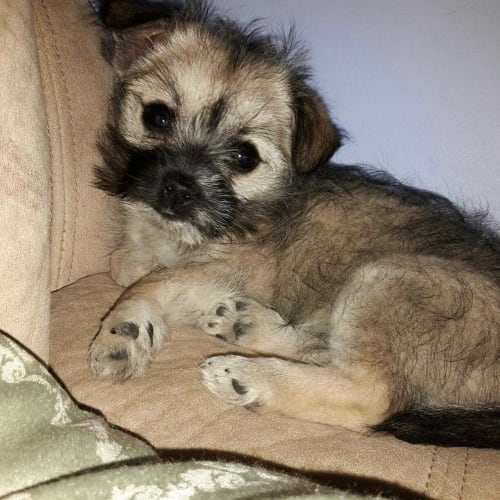Pippa