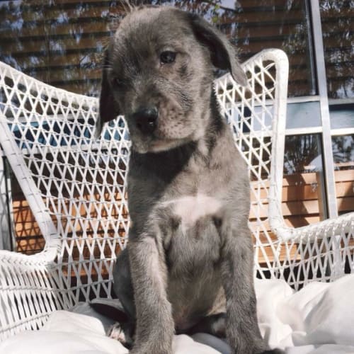 Zuri