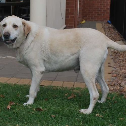 Braxton *On Trial in His New Home*