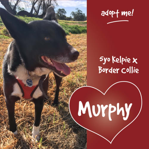Murphy ~ Kelpie x Border Collie (on trial 1/9/18)