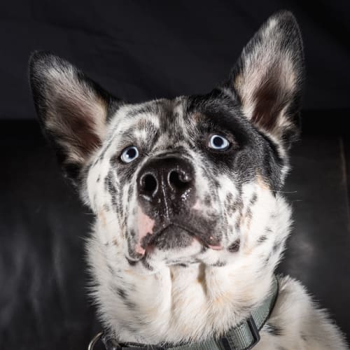 Bennie ~ Blue Heeler x Husky (on trial 14/1/19)