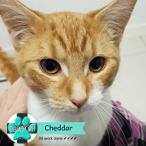 Cheddar 