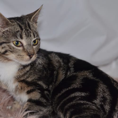 Thelma - adoption fee reduced