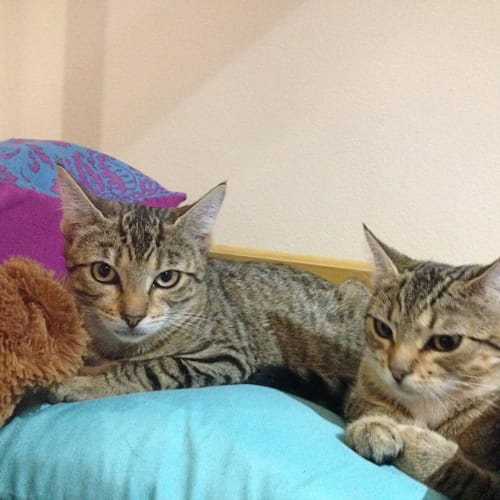 Coco Chanel and Baby Blue