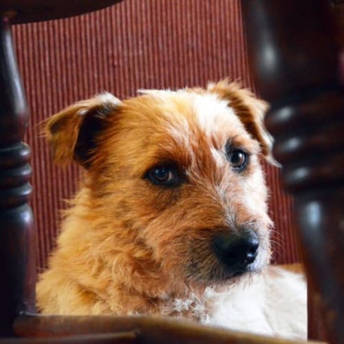 Truffy D3941- Adoption pending