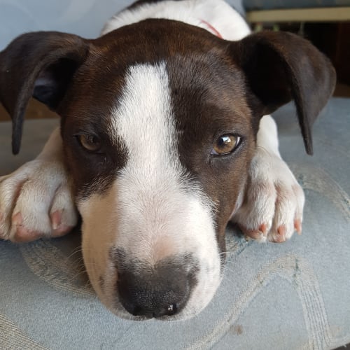 Portia (adoption pending)