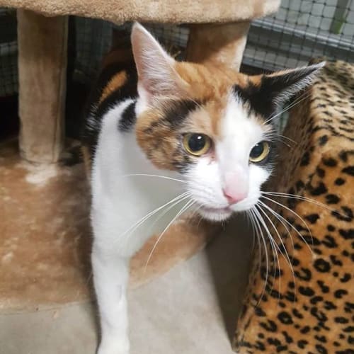 Celica **2nd Chance Cat Rescue**
