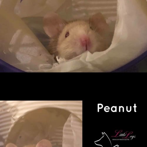 Peanut