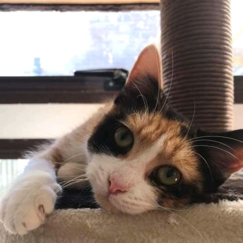 Cleo