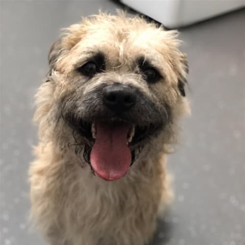 Scrappy
