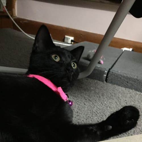Jellybean