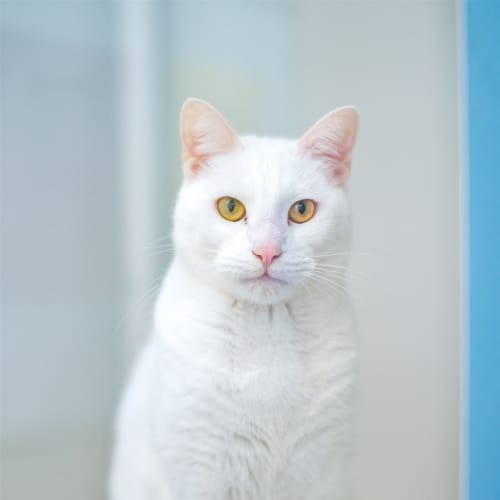 Elliot