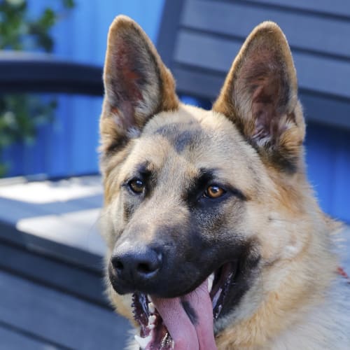 Axle