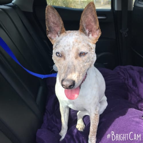 Miss Maisie ** Special Needs Pup **