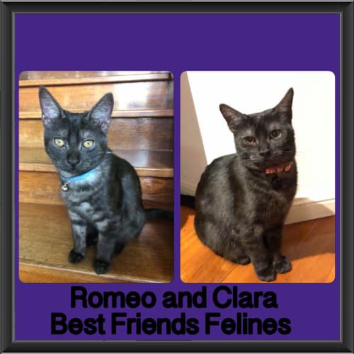 Romeo and Clara 