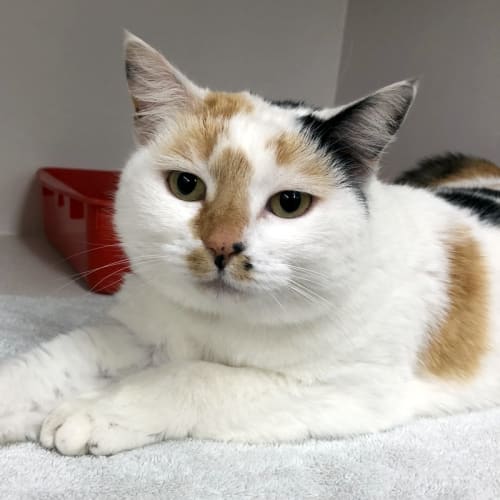 Coco