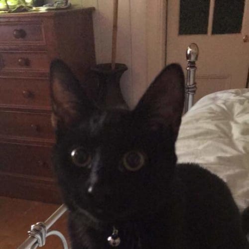Flynn