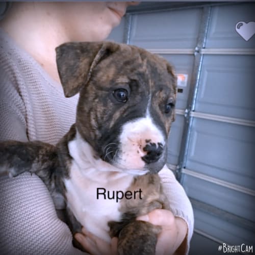 Rupert ** One Of 6 Pups **