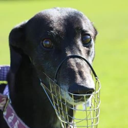 **On Trial** Charlie 