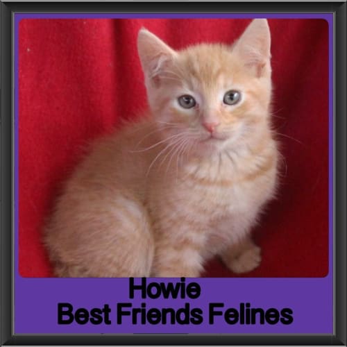 Howie 