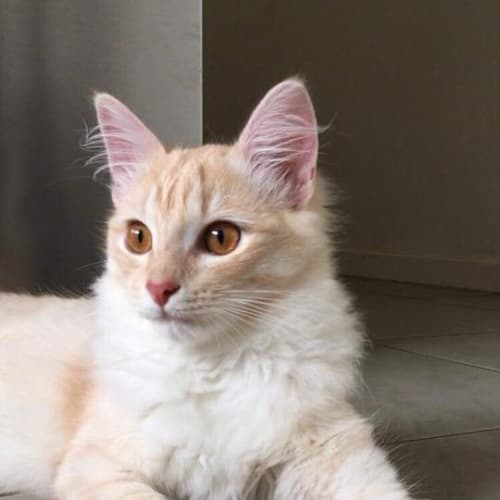 Albert 