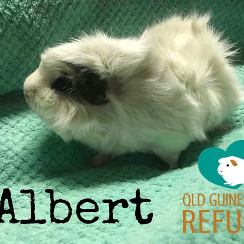 Albert